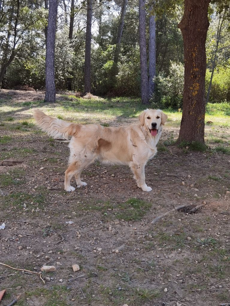 Satine jolie demoiselle Des Cents Dorés