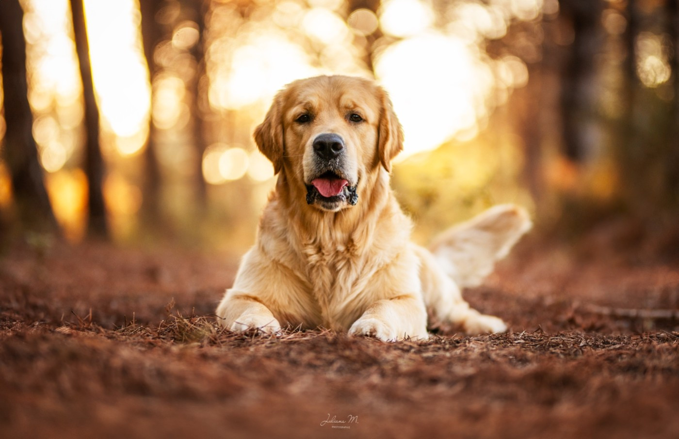 Shine Your Way Up to the mangaiti's sun