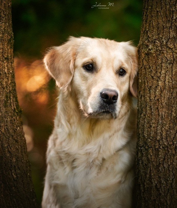 Shaï, satine jolie demoiselle Des Cents Dorés